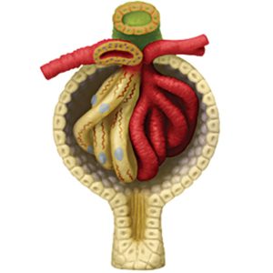 Kidney Anatomy Model