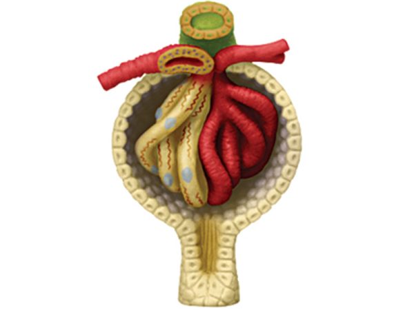 Kidney Anatomy Model