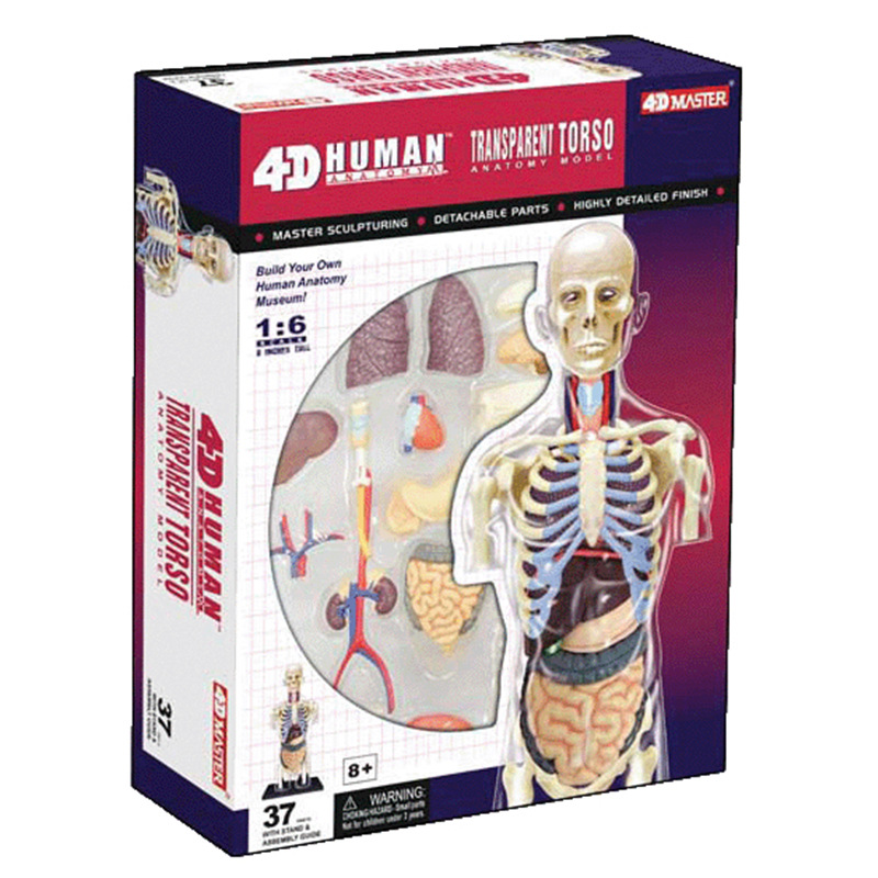 8″ Transparent Torso Anatomy Model