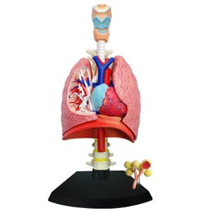 Respiratory System 1:3 Model