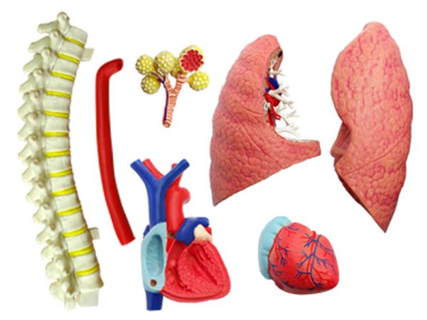 Respiratory System 1:3 Model