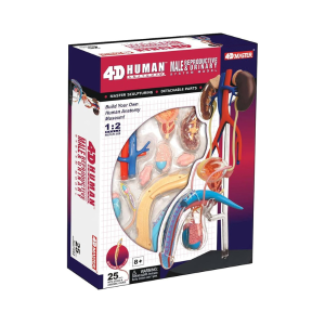 Male Reproductive and Urinary System