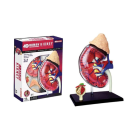 Kidney Anatomy Model