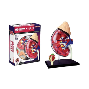 Kidney Anatomy Model