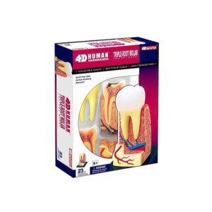 Triple Root Molar Model