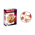 Stomach Anatomy Model