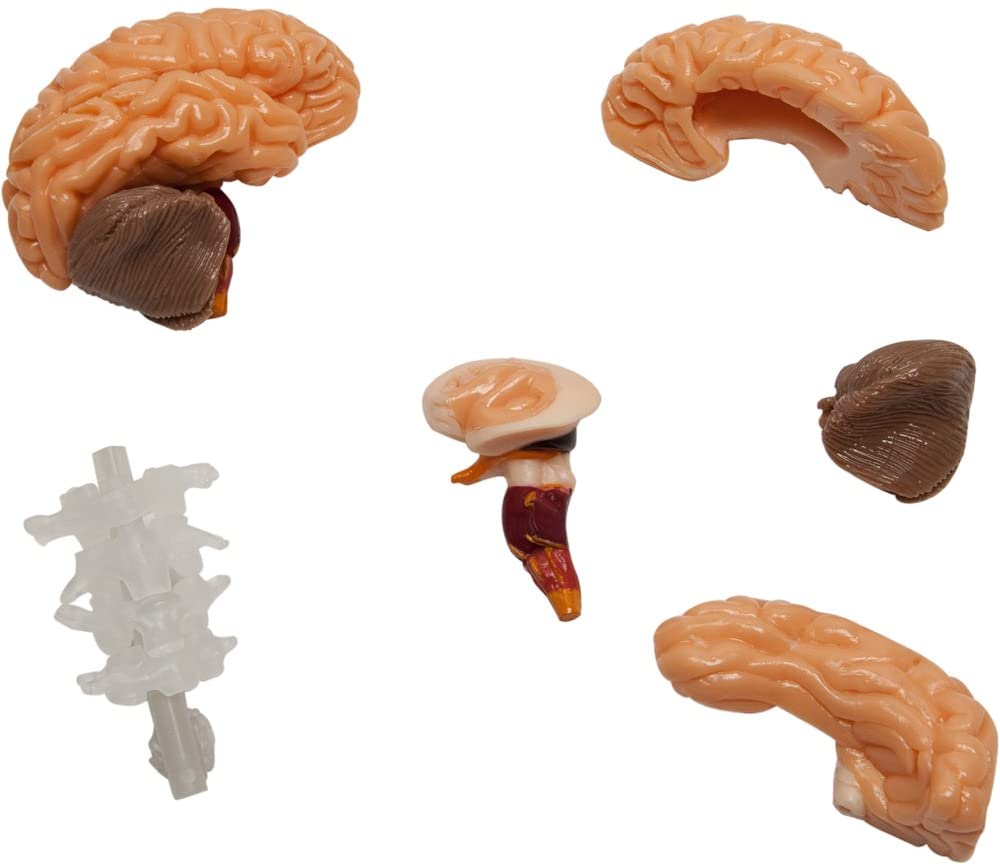 smartlab totally squishy from head to toe