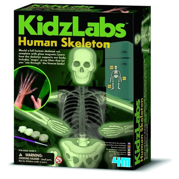 4M - Kidzlabs - Human Skeleton