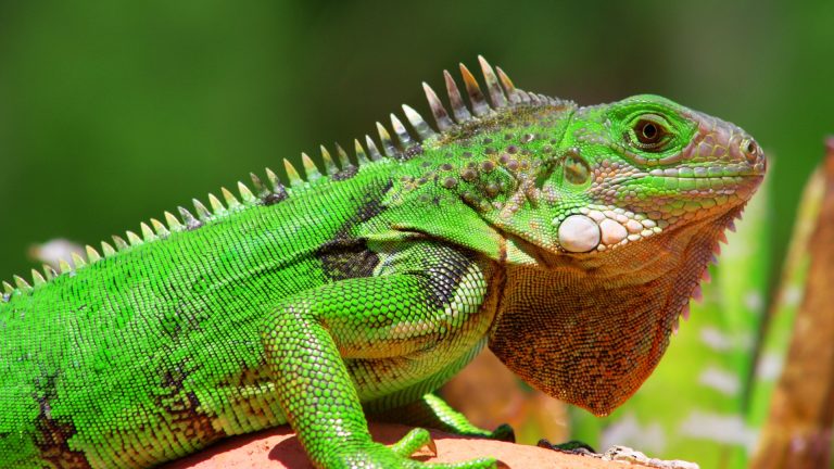 Five Best Things You Can Witness At the Beerwah Reptile Park in Australia