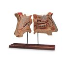 4D Human Nose and Olefactory-2