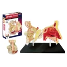 4D Human Nose and Olefactory