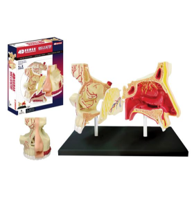 4D Human Nose and Olefactory