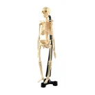 Edu Toys - Mini Skeleton 46cm