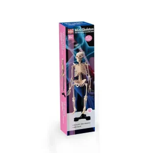 Edu Toys - Mini Skeleton 46cm