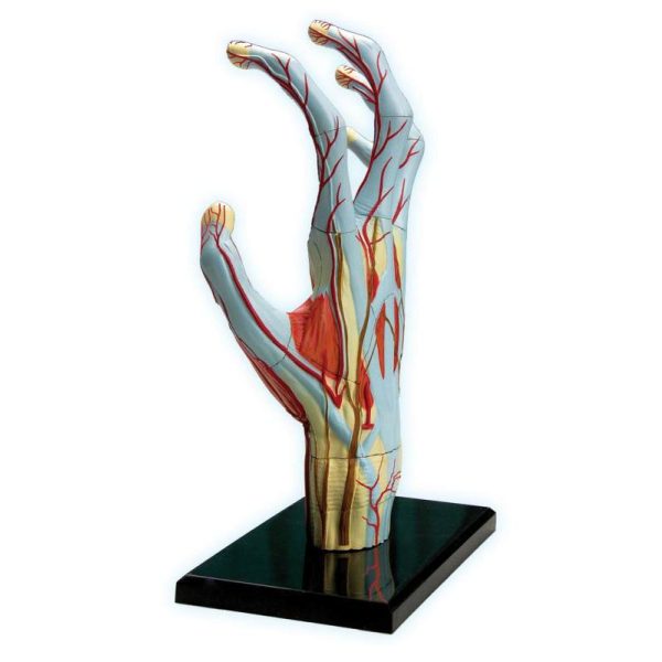 Hand Anatomy Model - Image 4
