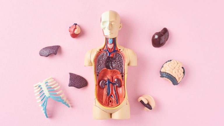 Gift ideas for an aspiring doctor: Explore the Human Anatomy Toys !