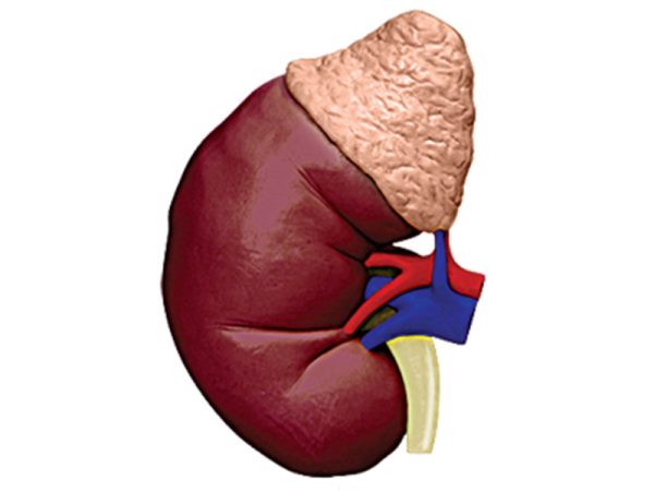 Human Kidney Anatomy Model Kit - Image 4