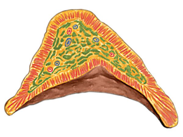 Human Kidney Anatomy Model Kit - Image 6