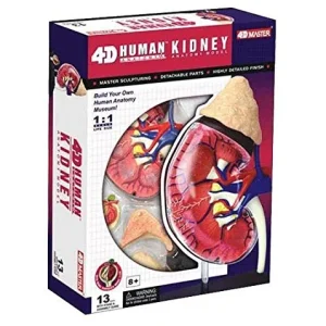 Human Kidney Anatomy Model Kit