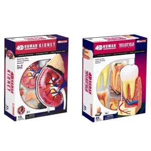 Human Kidney Anatomy Model Kit