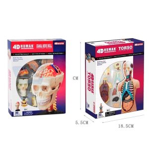 Human Cranial Nerve Skull & Torso Anatomy Model Kit