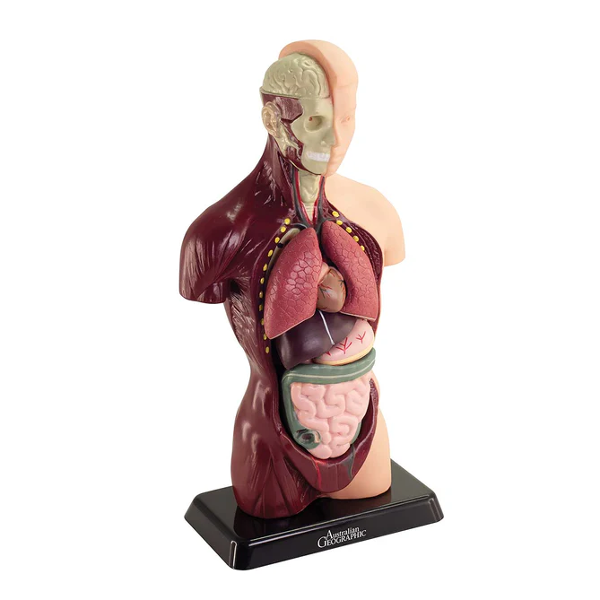 Human Anatomy Model - 27cm - 8 Pieces
