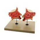 4D-Human-Nose-and-Olefactory-1