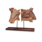 4D-Human-Nose-and-Olefactory-2