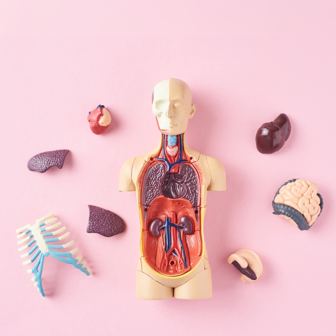 Human Anatomy Toys