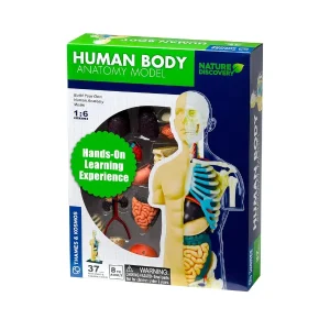 Thames and Kosmos - Human Body Anatomy Model