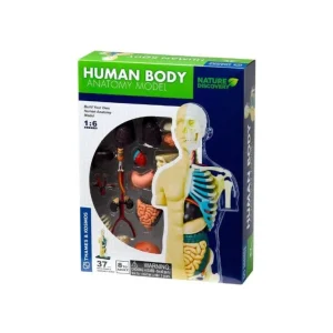 Thames and Kosmos - Human Body Anatomy Model