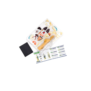 Thames and Kosmos - Human Body Anatomy Model