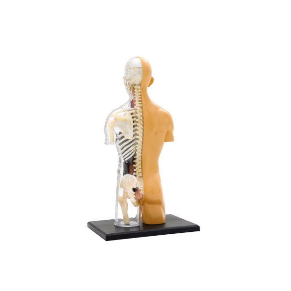Thames and Kosmos - Human Body Anatomy Model