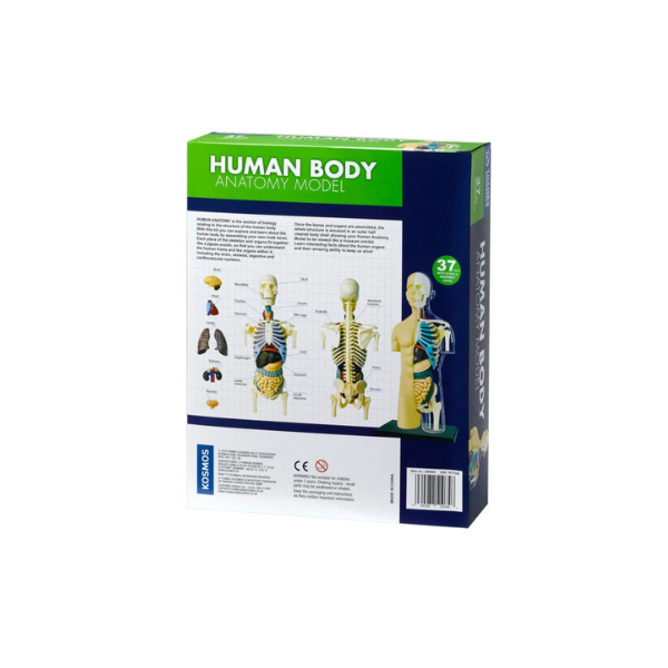 Thames and Kosmos - Human Body Anatomy Model