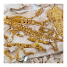 t-rex-fossil-excavation- (1)