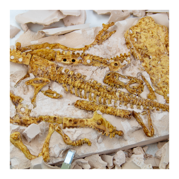 t-rex-fossil-excavation- (1) t-rex-fossil-excavation- (1)