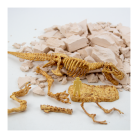 t-rex-fossil-excavation- (2)