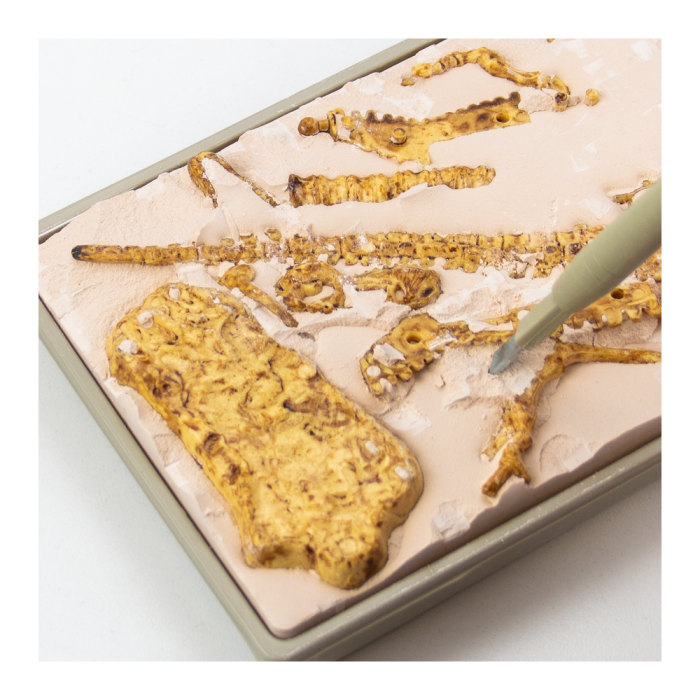 t-rex-fossil-excavation- (3) t-rex-fossil-excavation- (3)