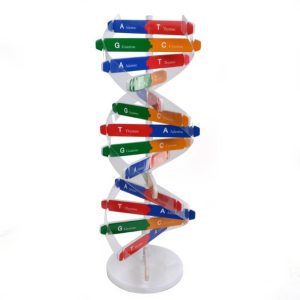SwitchedOnToys - DNA Model Materials