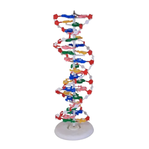 SwitchedOnToys - DNA Model Materials
