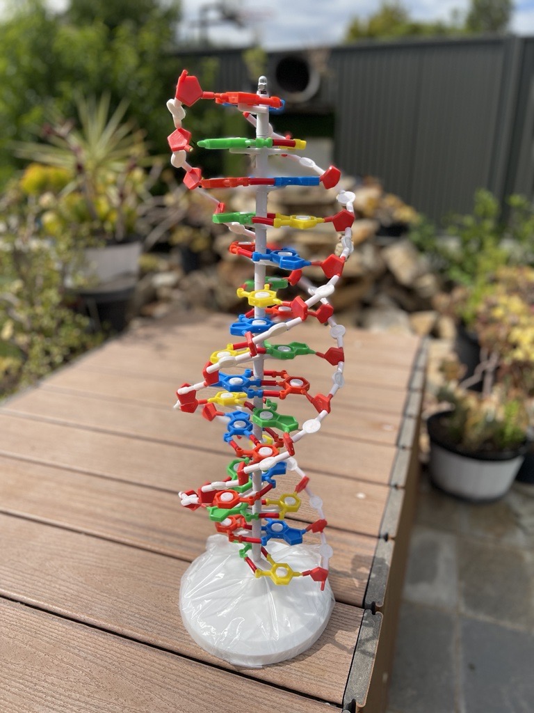 Thames & Kosmos, 260830, Human Body Anatomy Model, 37 Parts - View #3