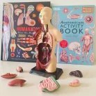 Edu Toys - Human Anatomy Model - 27cm - 8 Pieces