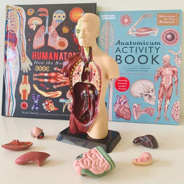 Untitled design - 2026-05-23T113226.153 Edu Toys - Human Anatomy Model - 27cm - 8 Pieces