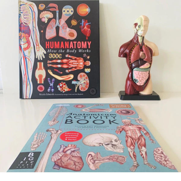 Untitled design - 2026-05-23T113242.799 Edu Toys - Human Anatomy Model - 27cm - 8 Pieces