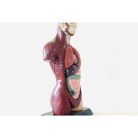 Edu Toys - Human Anatomy Model - 27cm - 8 Pieces