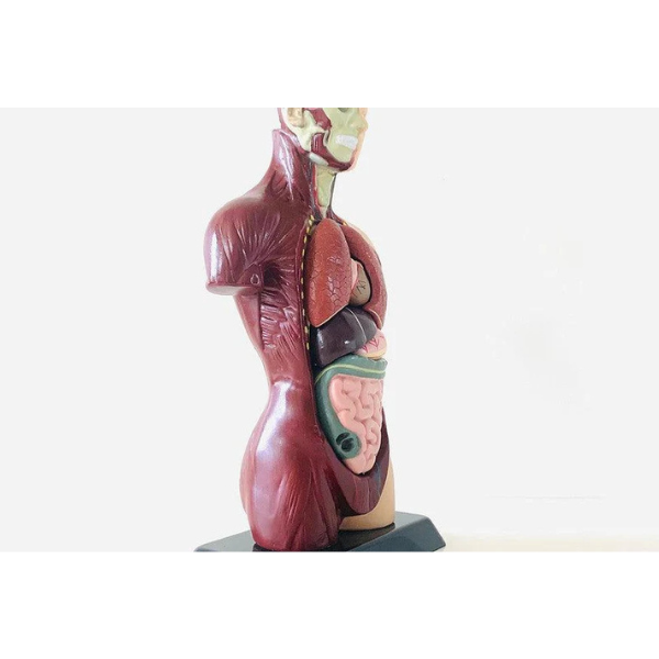 Untitled design - 2026-05-23T113339.077 Edu Toys - Human Anatomy Model - 27cm - 8 Pieces