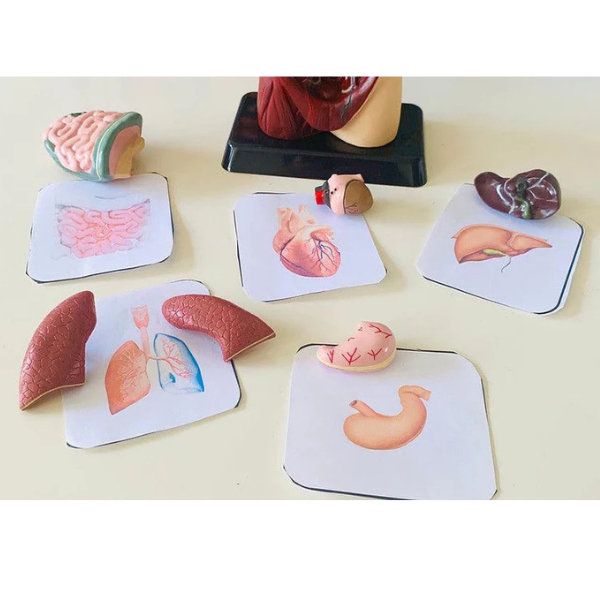 Untitled design - 2026-05-23T113354.272 Edu Toys - Human Anatomy Model - 27cm - 8 Pieces