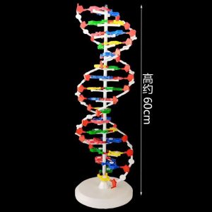 YLMed - Biological DNA Double Helix Structure