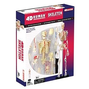 Tedco Toys 26059 4D Human Anatomy Skeleton Model ^G#fbhre-h4 8rdsf-tg1345539